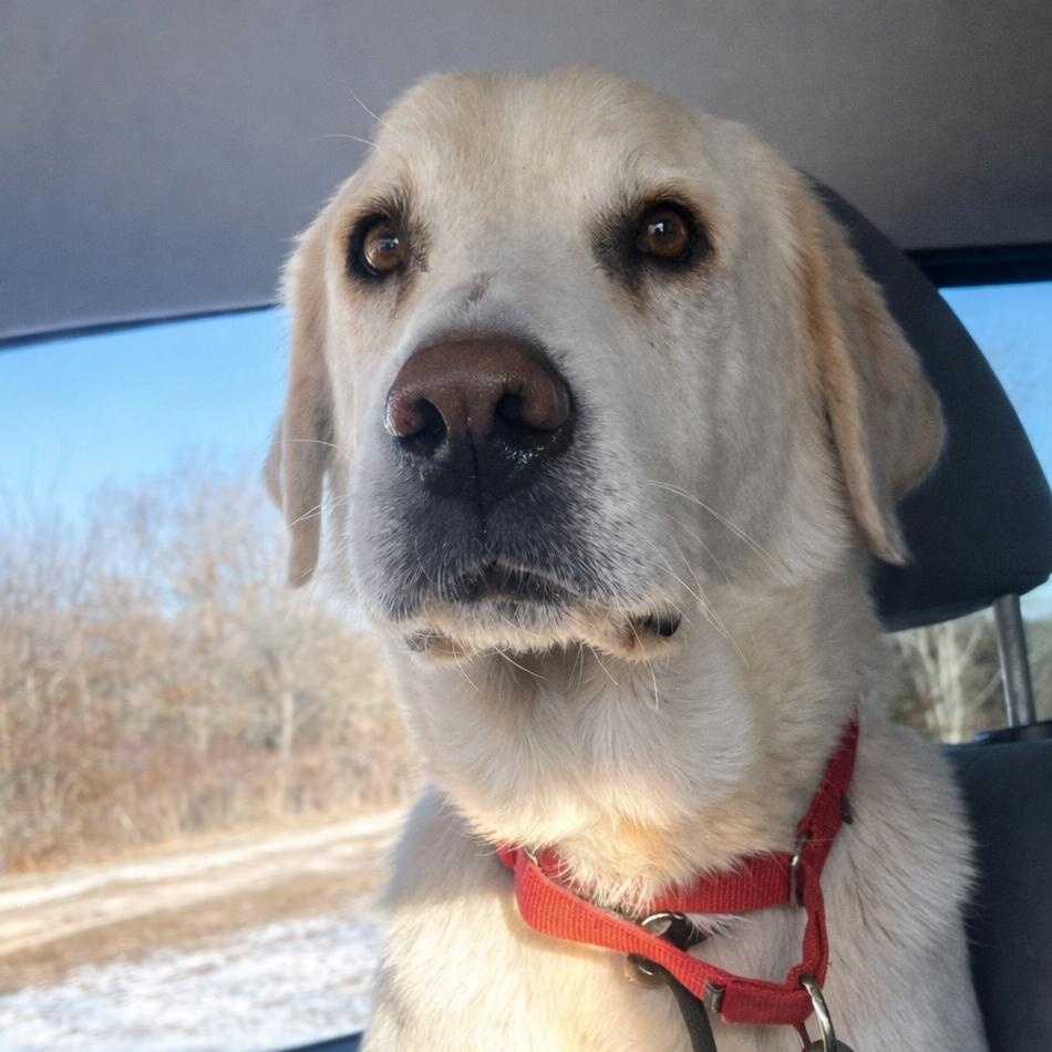 Mel, ADOPTABLE, Adult Female Labrador Retriever.