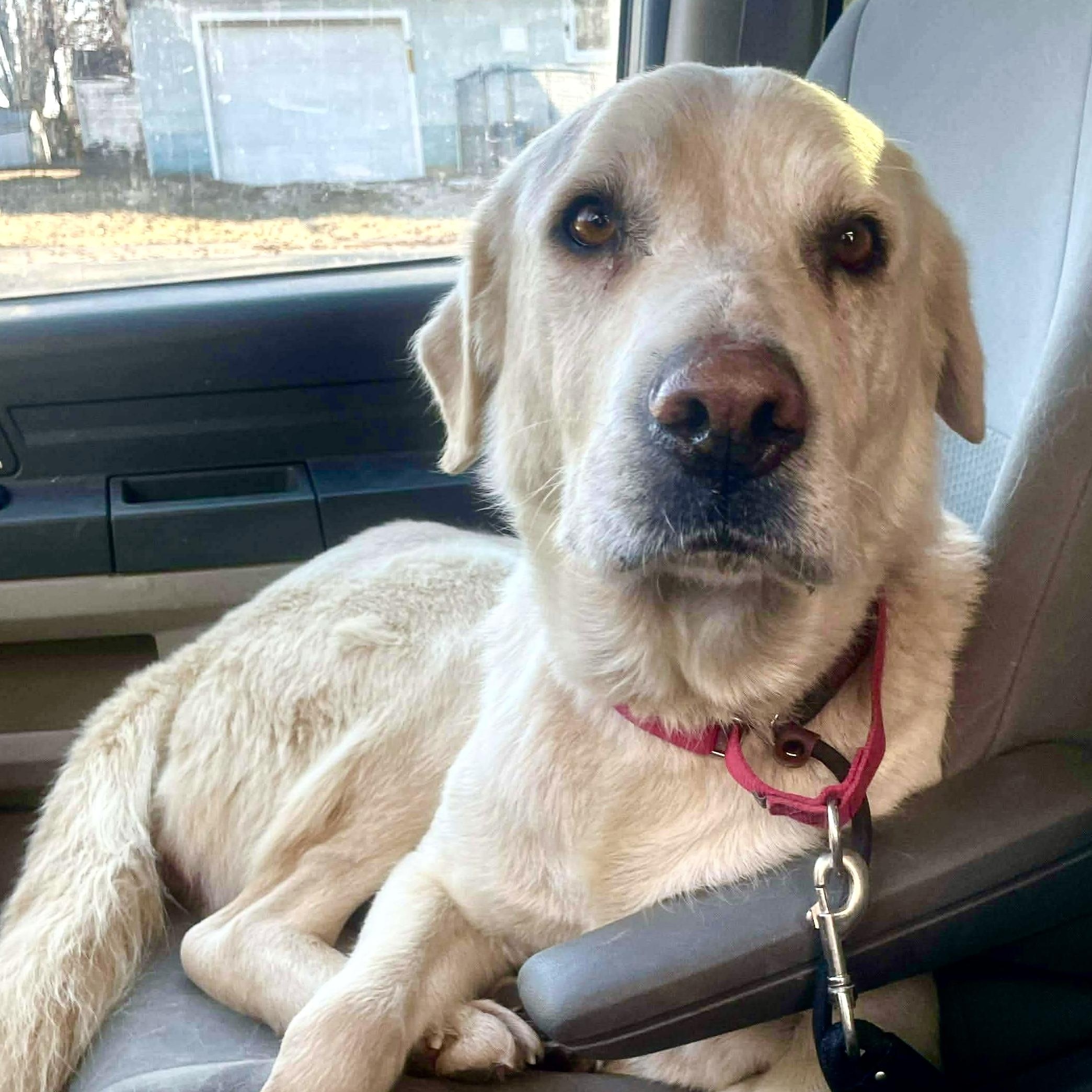 Mel, a ADOPTABLE mixed breed in Jay, NY image 6/6