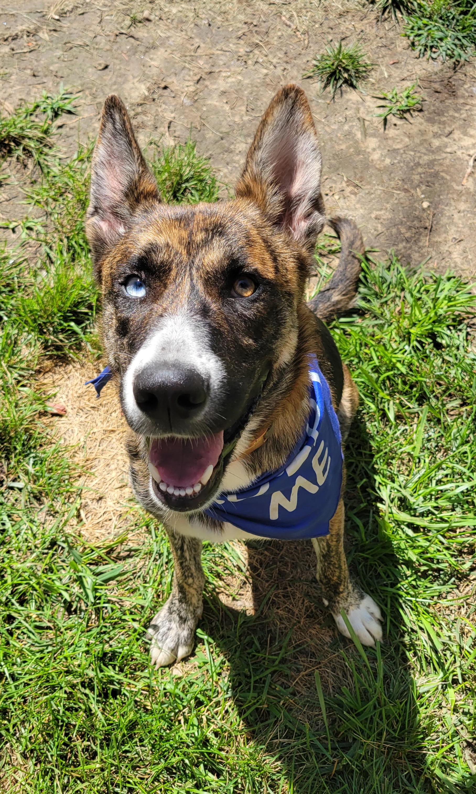 Gem, a Adopted mixed breed in Ortonville, MI image 1/3