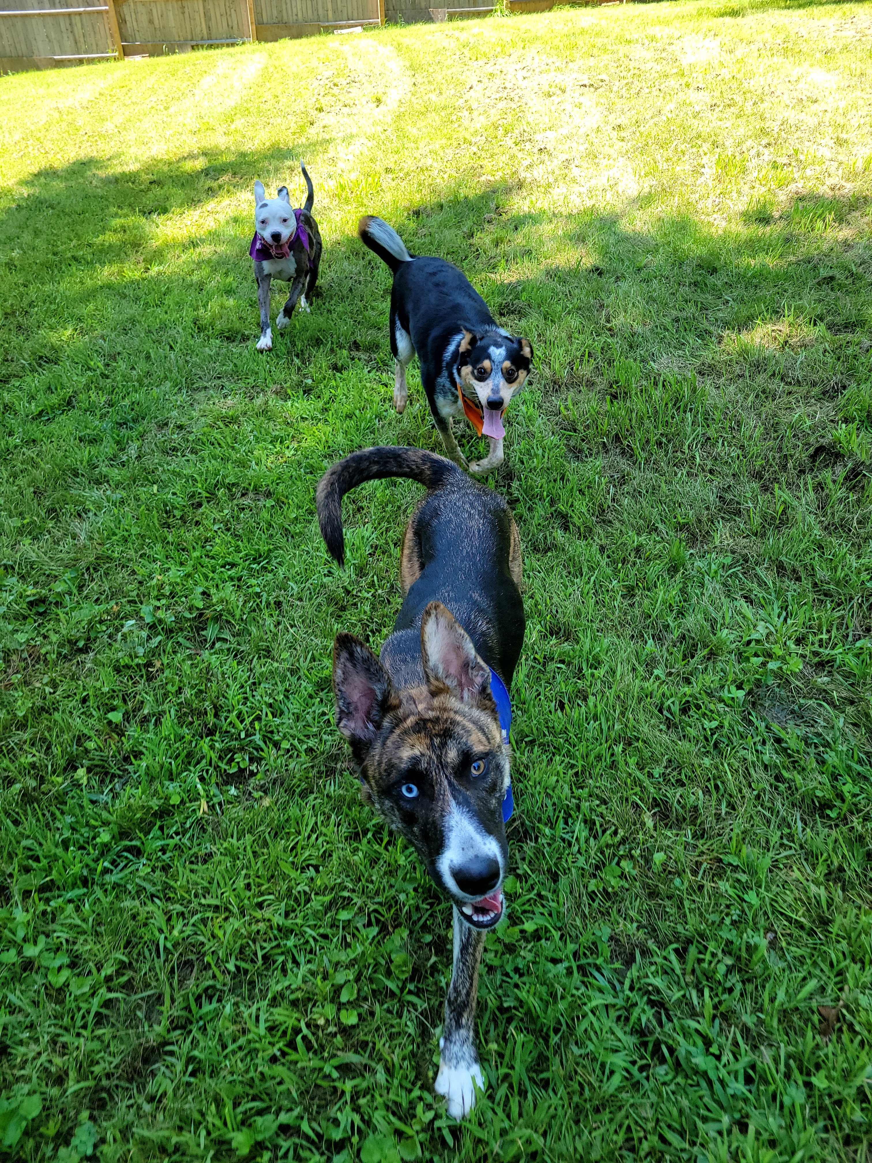 Gem, a Adopted mixed breed in Ortonville, MI image 2/3