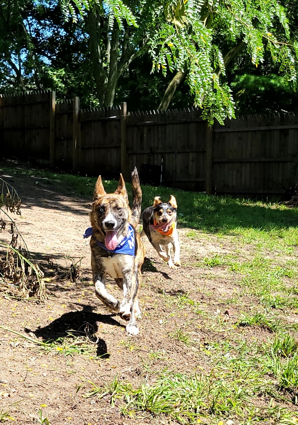 Gem, a Adopted mixed breed in Ortonville, MI image 3/3