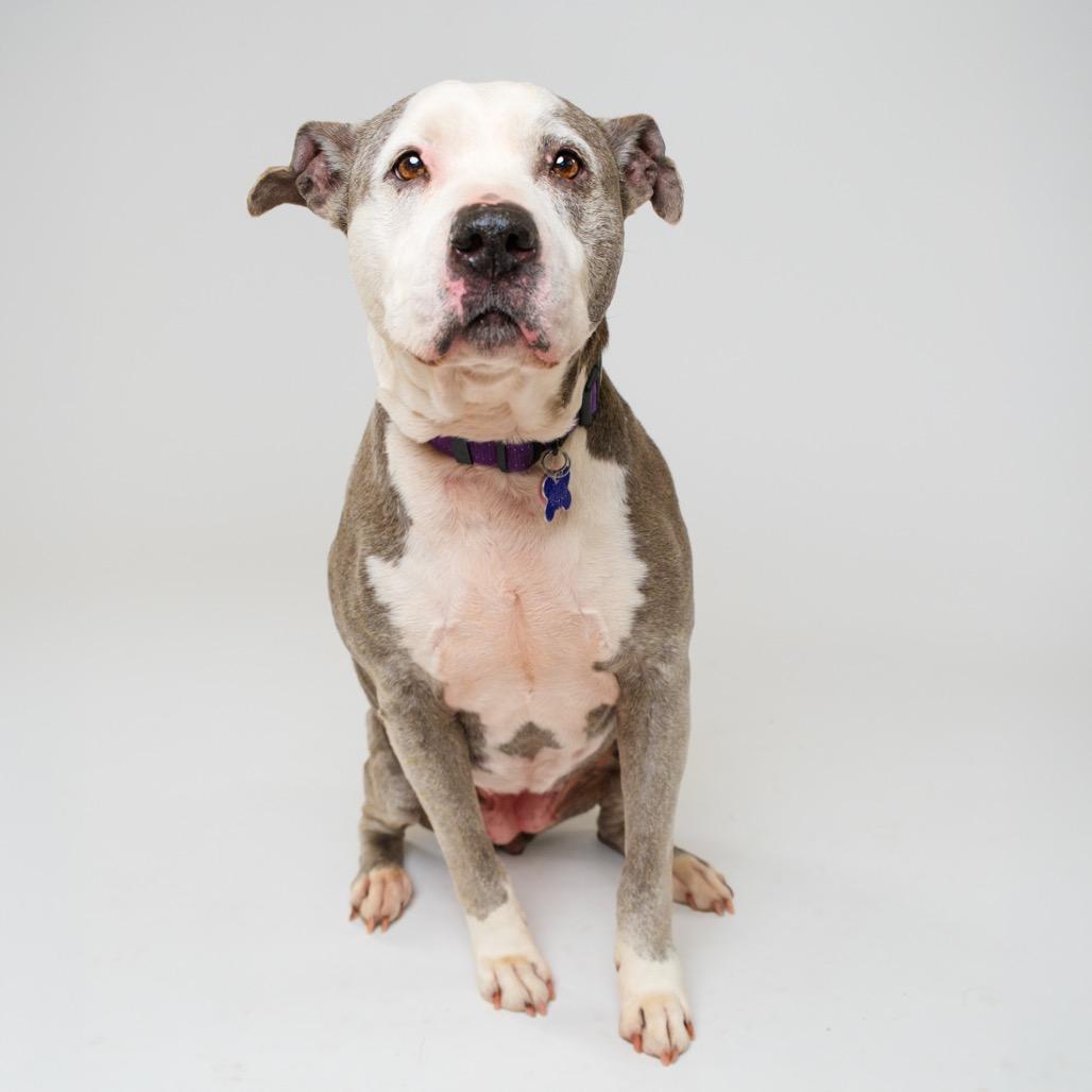 Enlarge Xena, a Adoptable Staffordshire Bull Terrier in Palm Springs, CA image 1/3