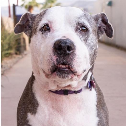 Enlarge Xena, a Adoptable Staffordshire Bull Terrier in Palm Springs, CA image 1/3