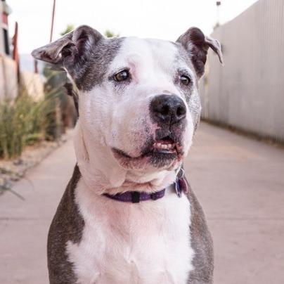 Enlarge Xena, a Adoptable Staffordshire Bull Terrier in Palm Springs, CA image 2/4