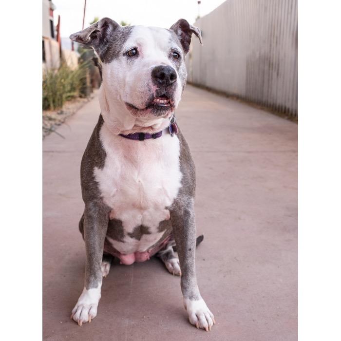 Enlarge Xena, a Adoptable Staffordshire Bull Terrier in Palm Springs, CA image 2/3