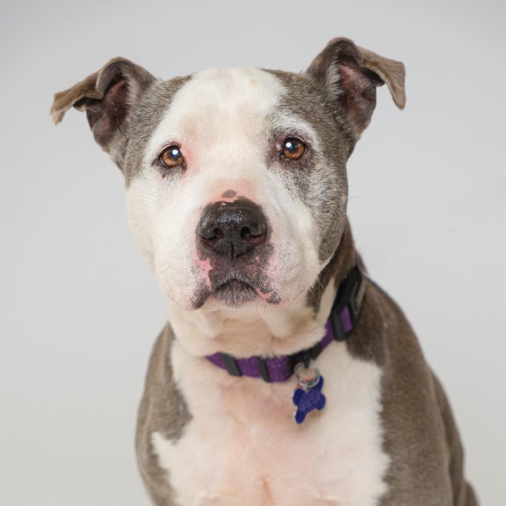 Enlarge Xena, a Adoptable Staffordshire Bull Terrier in Palm Springs, CA image 2/3