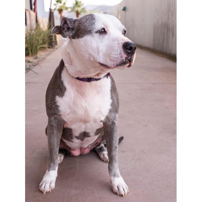 Enlarge Xena, a Adoptable Staffordshire Bull Terrier in Palm Springs, CA image 3/3