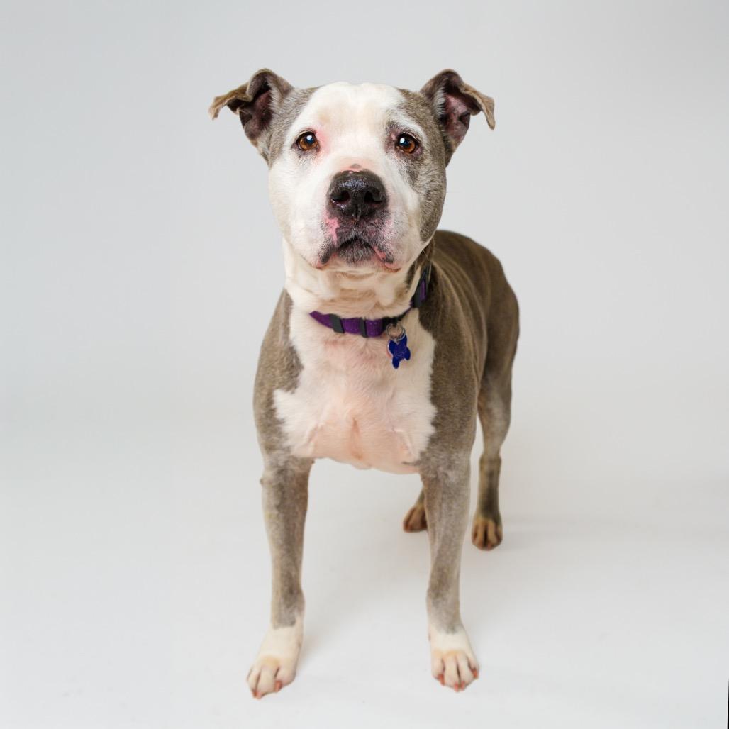 Enlarge Xena, a Adoptable Staffordshire Bull Terrier in Palm Springs, CA image 3/3