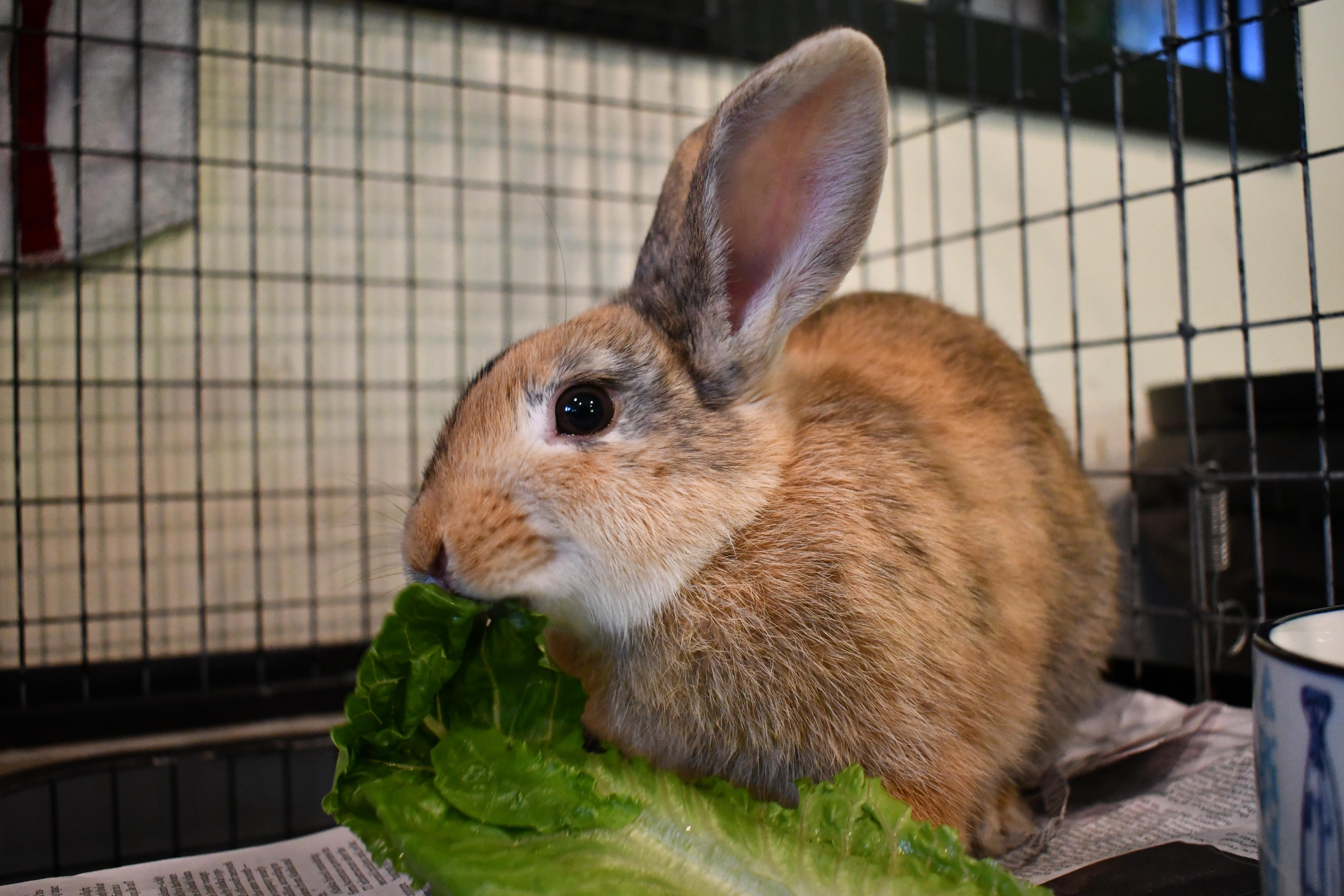 Enlarge Bailey, a ADOPTABLE Harlequin in Bellingham, WA image 4/5