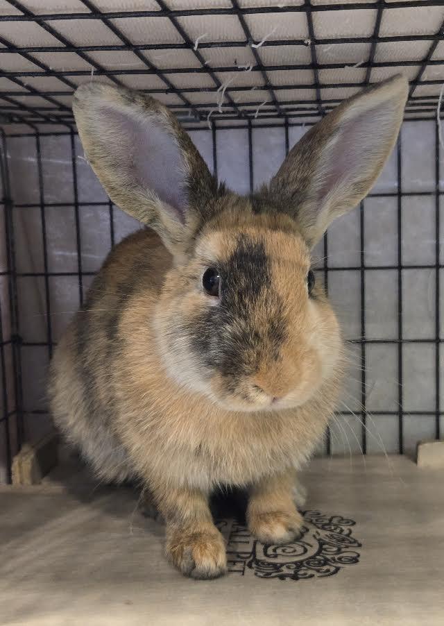 Enlarge Bailey, a ADOPTABLE Harlequin in Bellingham, WA image 5/5