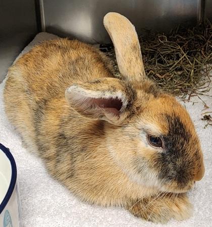Enlarge Bailey, a ADOPTABLE Harlequin in Bellingham, WA image 3/5