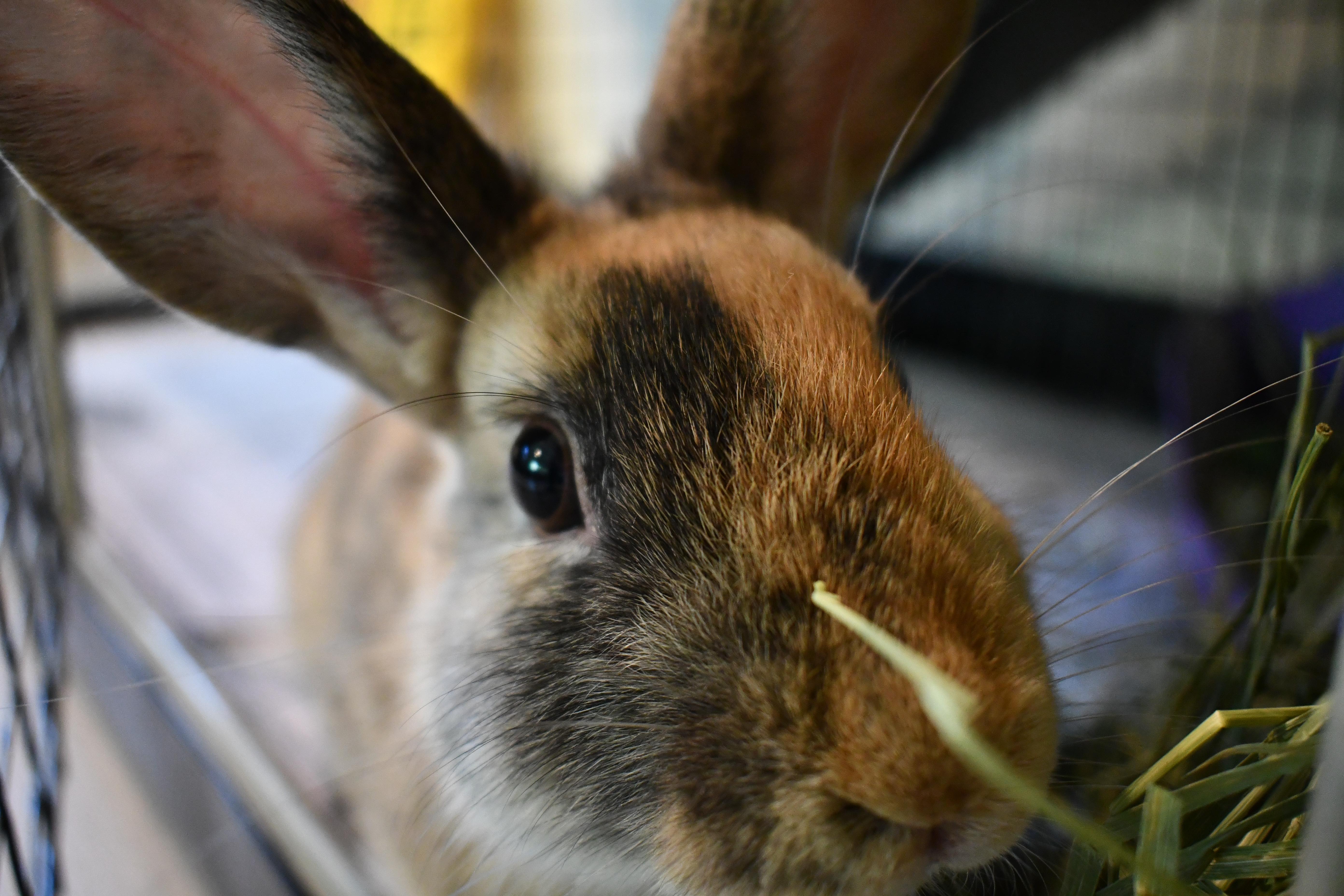 Bailey, ADOPTABLE, Young Female Harlequin.