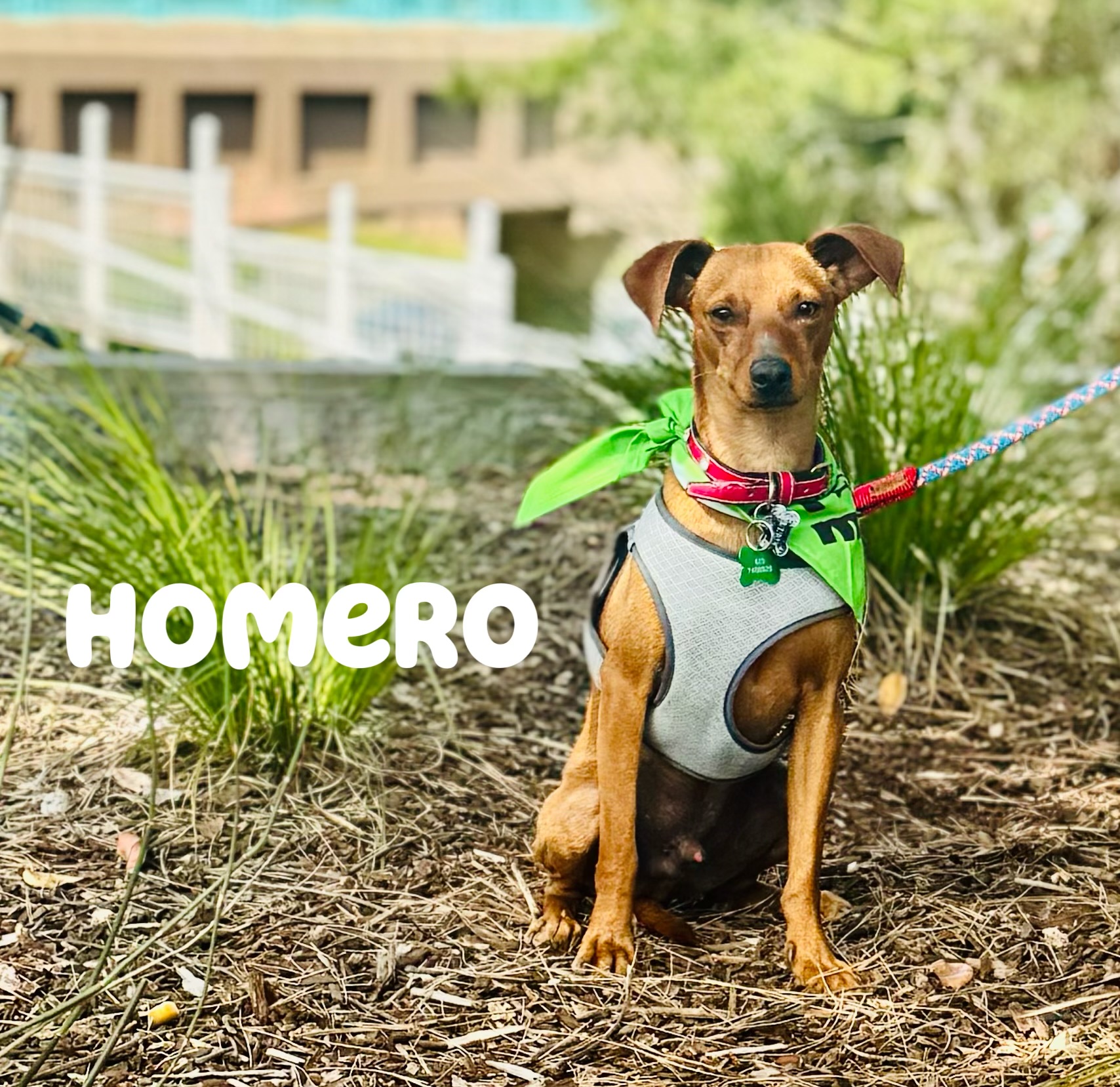 Homero, Young Male Chihuahua