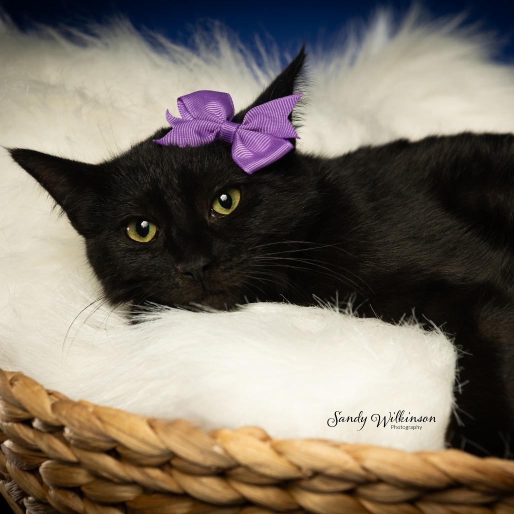 General, Adoptable, Young Female American Shorthair.