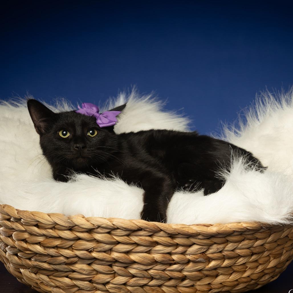 General, a Adoptable American Shorthair in Sparks, NV image 3/6