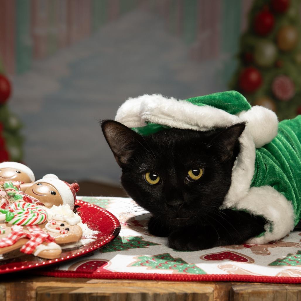 General, a Adoptable American Shorthair in Sparks, NV image 6/6