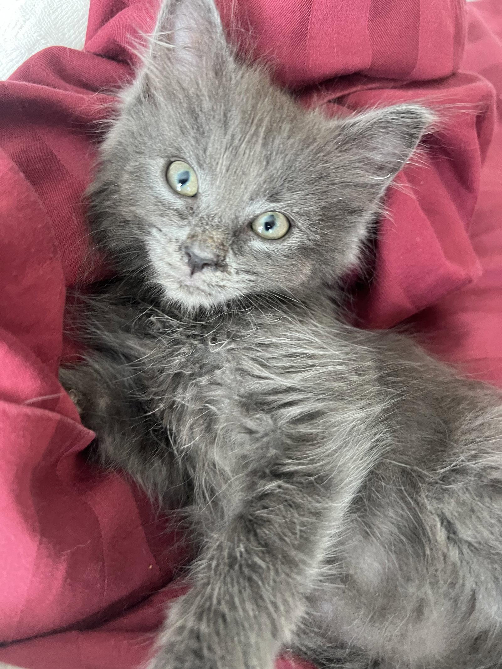 Enlarge Dolly Nagle, a Adopted Domestic Medium Hair in Trenton, NJ image 1/3