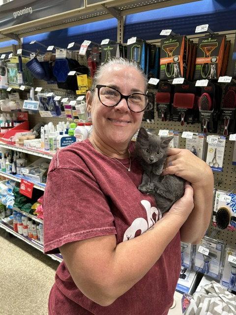 Enlarge Dolly Nagle, a Adopted Domestic Medium Hair in Trenton, NJ image 2/3