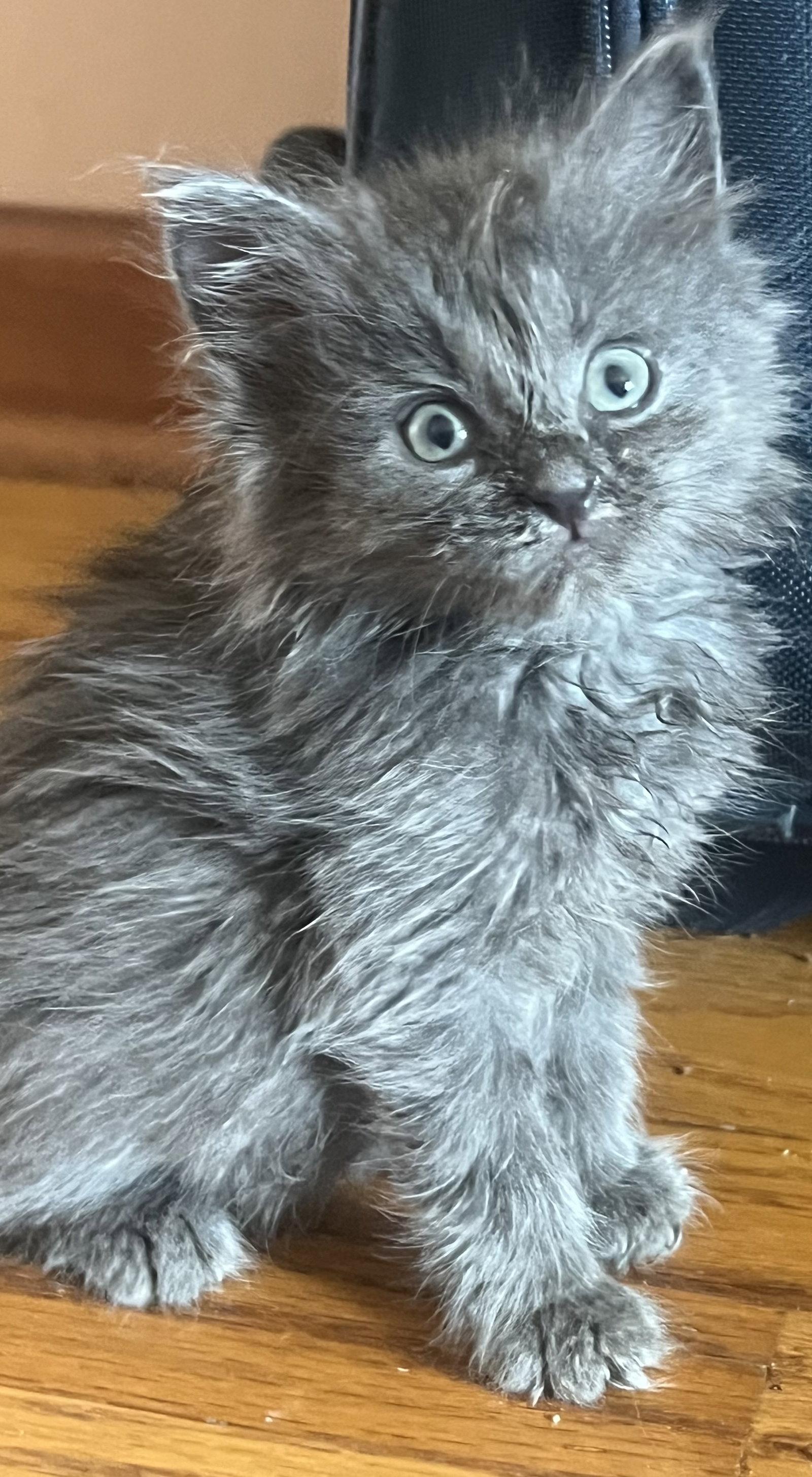 Enlarge Dolly Nagle, a Adopted Domestic Medium Hair in Trenton, NJ image 3/3