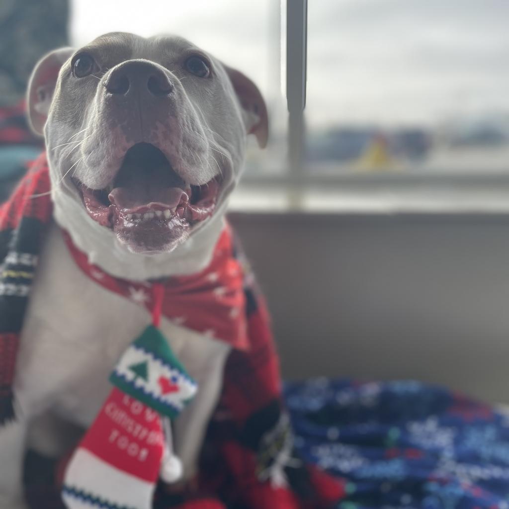 Chance, a Adoptable mixed breed in West Des Moines, IA image 2/6