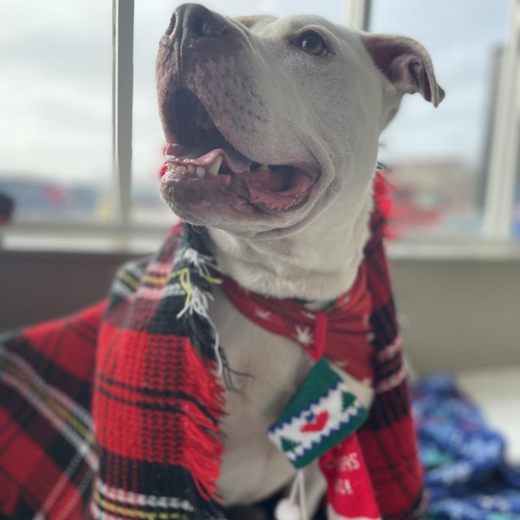 Chance, a Adoptable mixed breed in West Des Moines, IA image 3/6