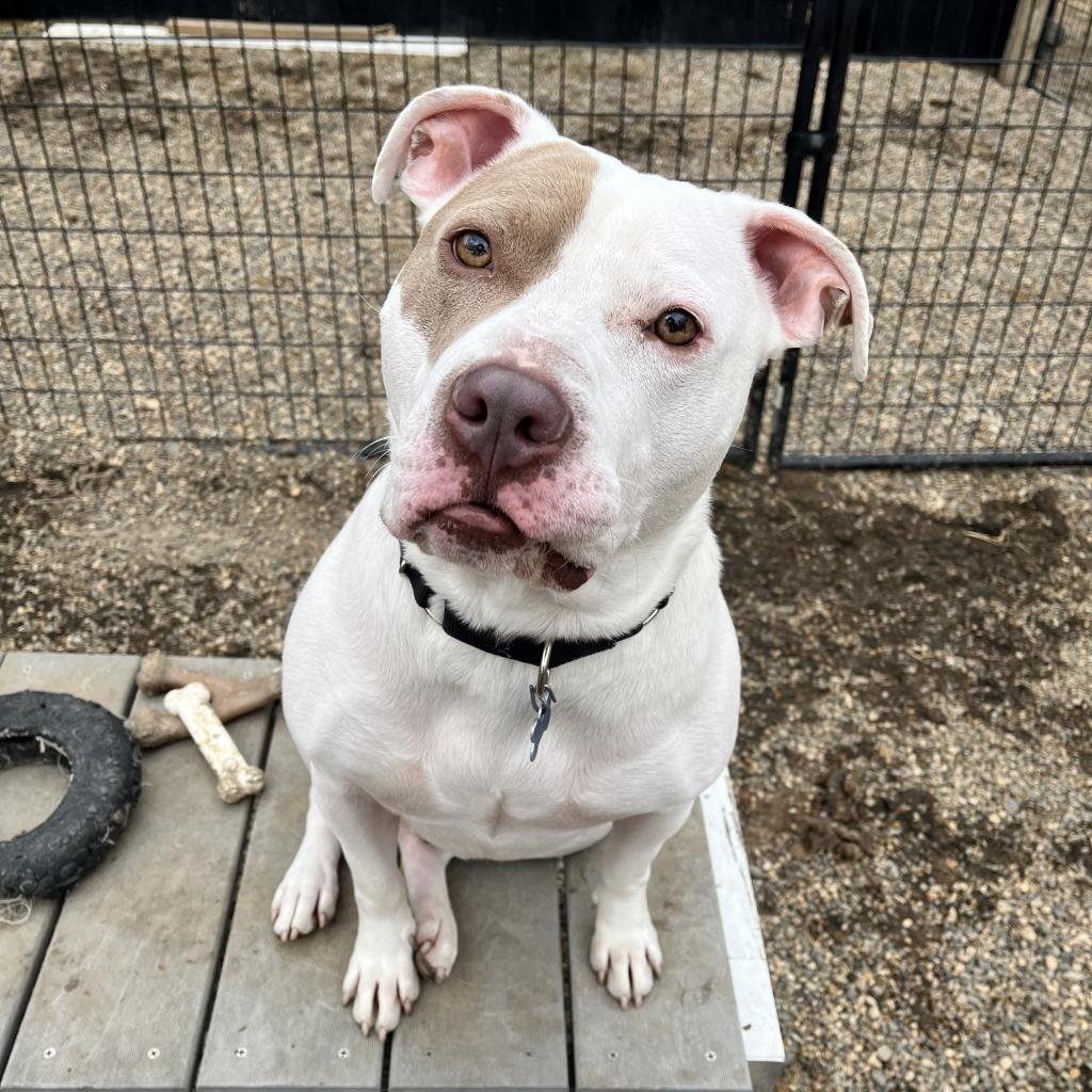 Chance, a Adoptable mixed breed in West Des Moines, IA image 4/6