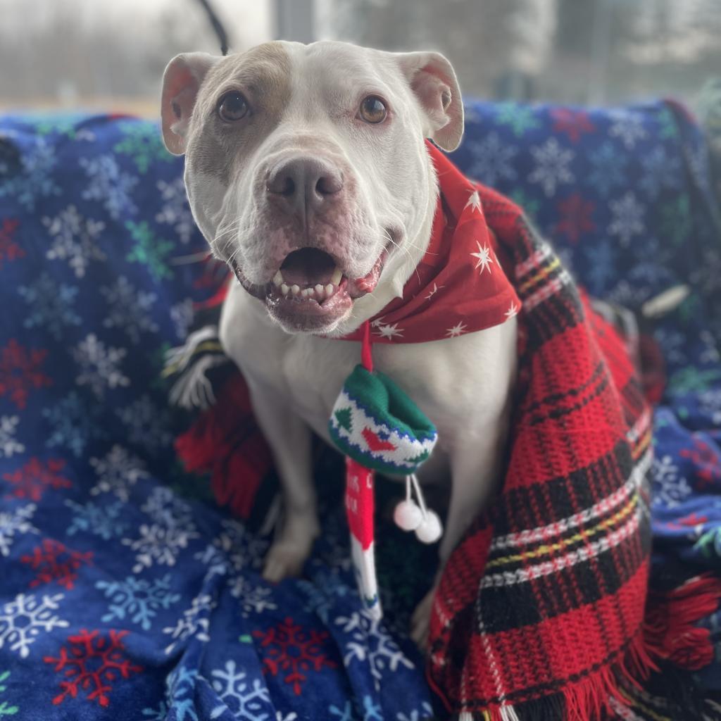 Chance, a Adoptable mixed breed in West Des Moines, IA image 5/6