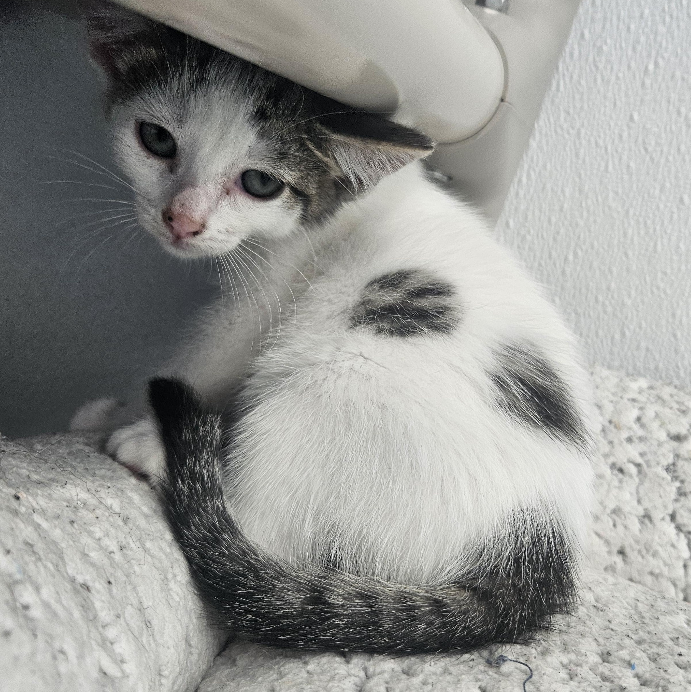 Kermit, adopted, Kitten Male Domestic Short Hair.