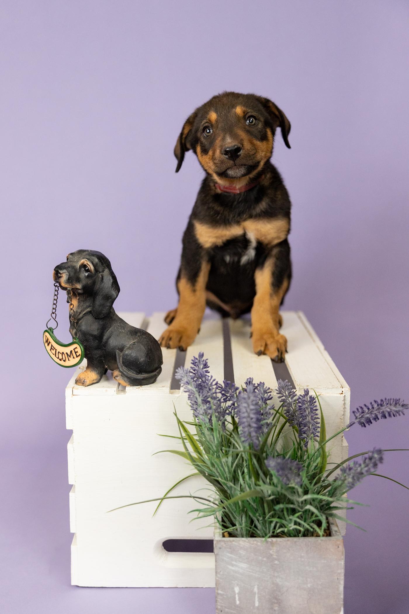 Enlarge 388-26, a ADOPTABLE mixed breed in Brighton, CO image 1/1