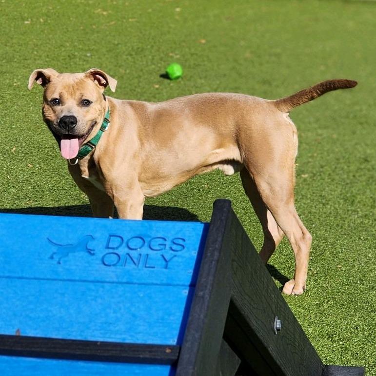 Enlarge Sugar Cube, a Adoptable Pit Bull Terrier in Greensboro, NC image 1/6