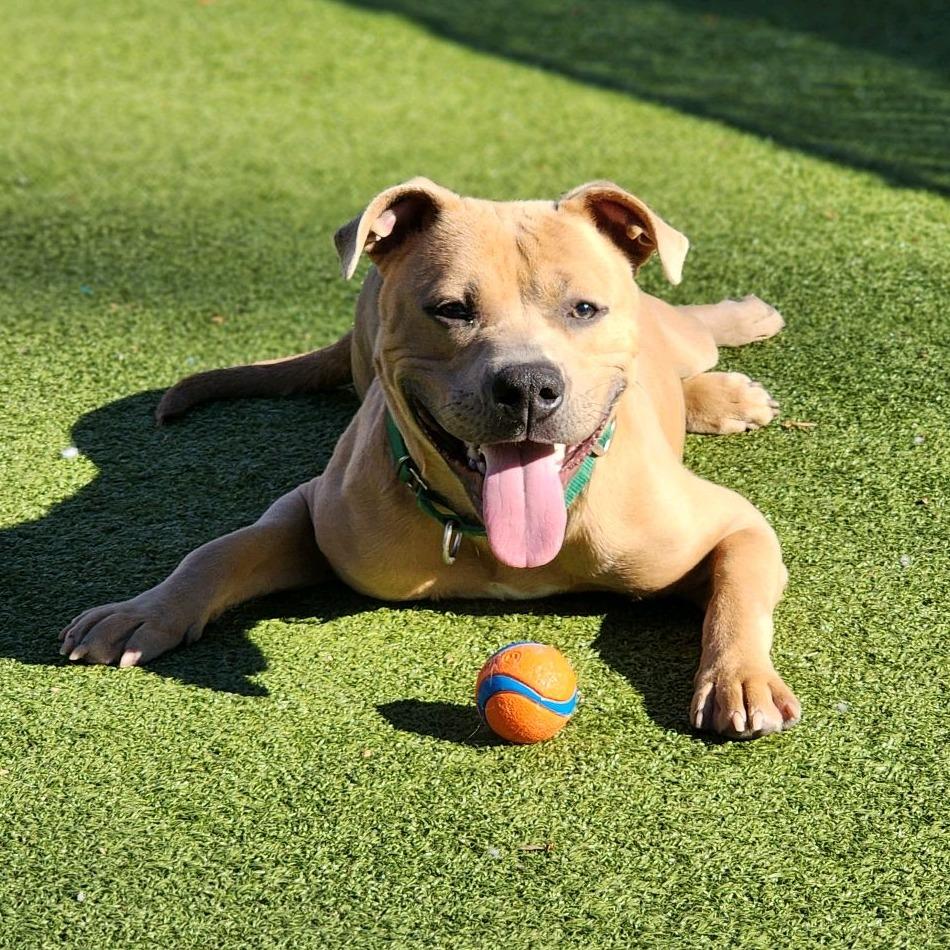 Enlarge Sugar Cube, a Adoptable Pit Bull Terrier in Greensboro, NC image 2/6
