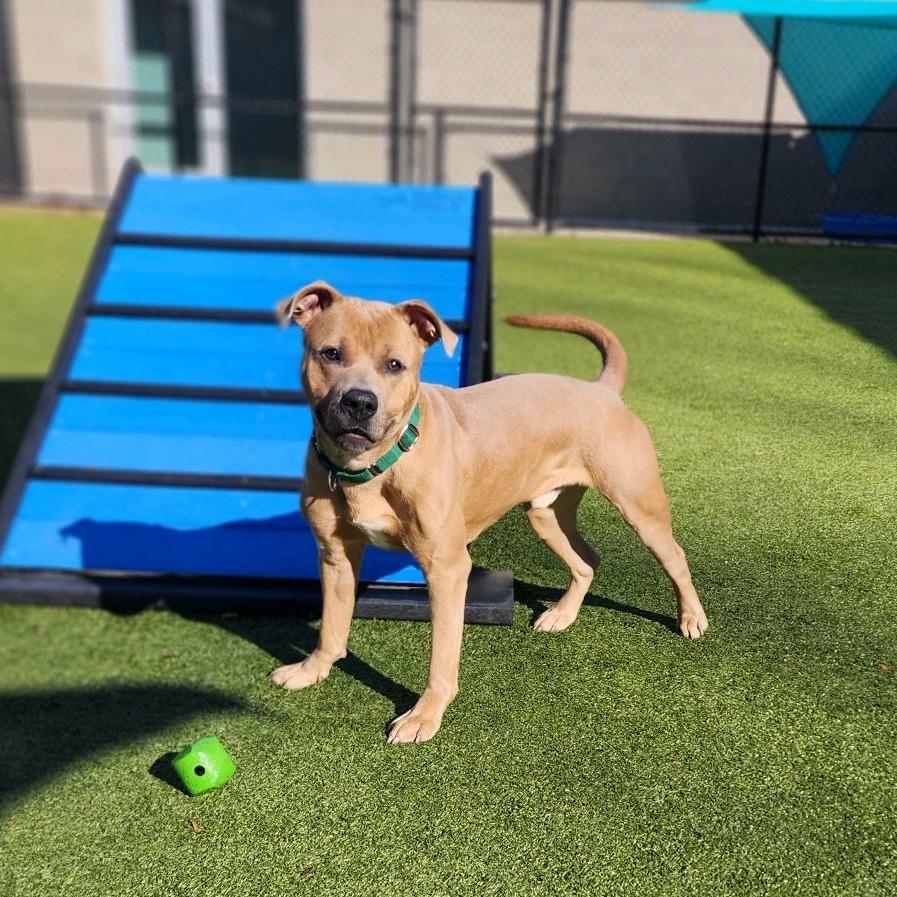 Enlarge Sugar Cube, a Adoptable Pit Bull Terrier in Greensboro, NC image 3/6