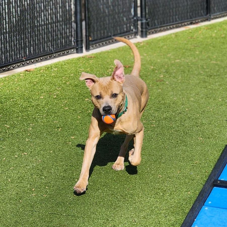 Enlarge Sugar Cube, a Adoptable Pit Bull Terrier in Greensboro, NC image 4/6