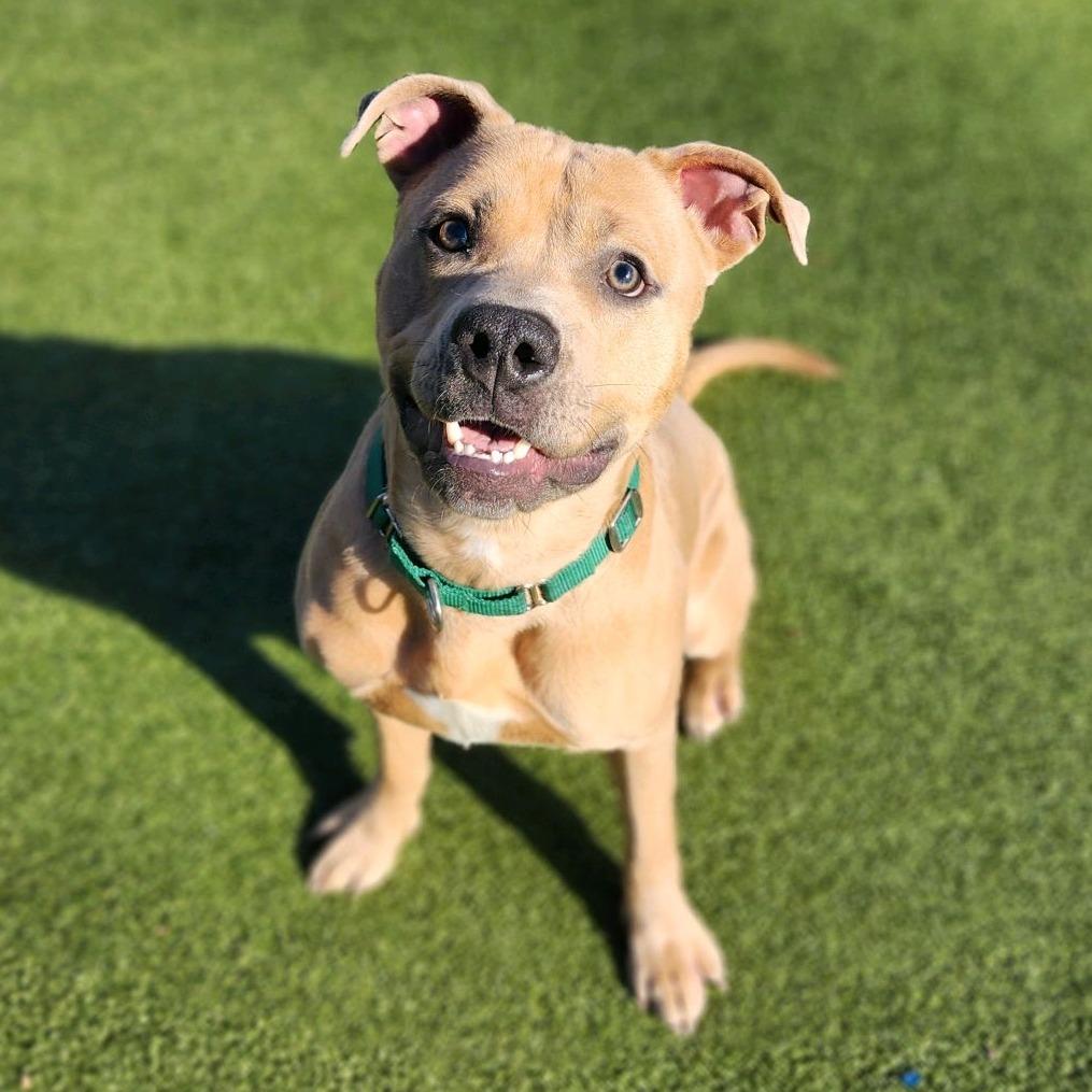 Enlarge Sugar Cube, a Adoptable Pit Bull Terrier in Greensboro, NC image 6/6