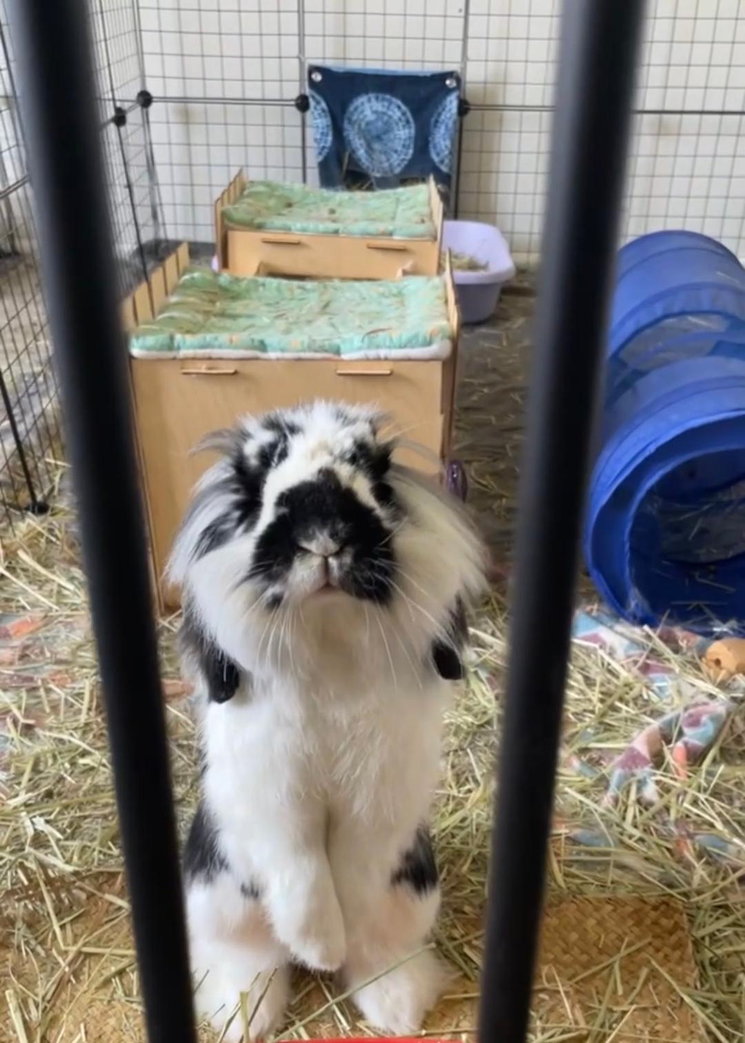 Enlarge Stevie, a Adoptable Lionhead in Cream Ridge, NJ image 1/3