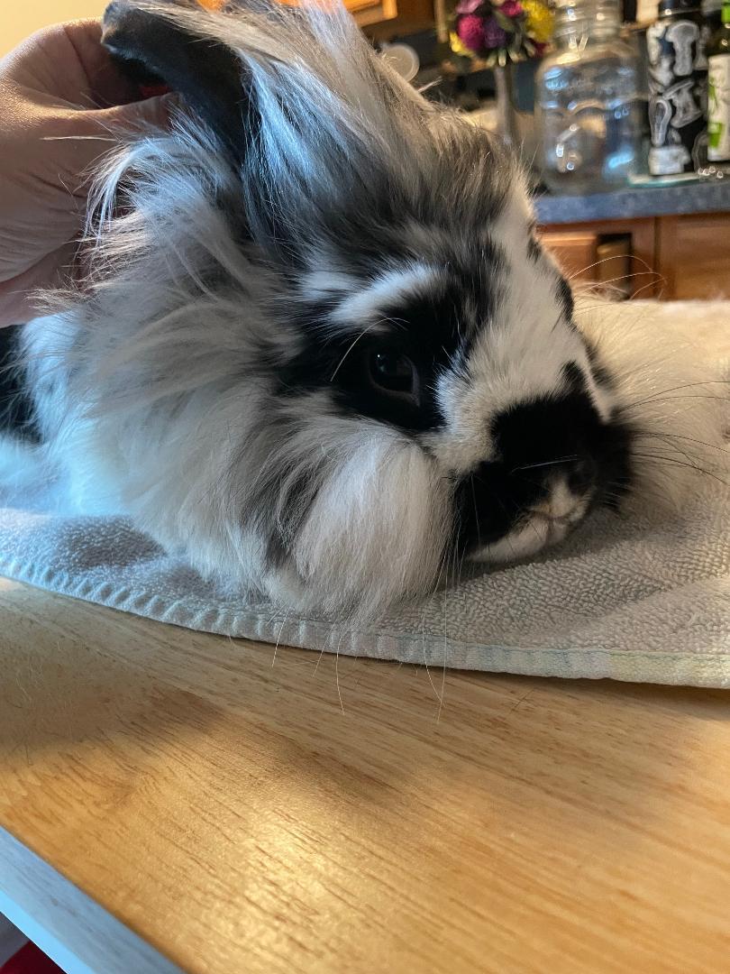 Enlarge Stevie, a Adoptable Lionhead in Cream Ridge, NJ image 2/3