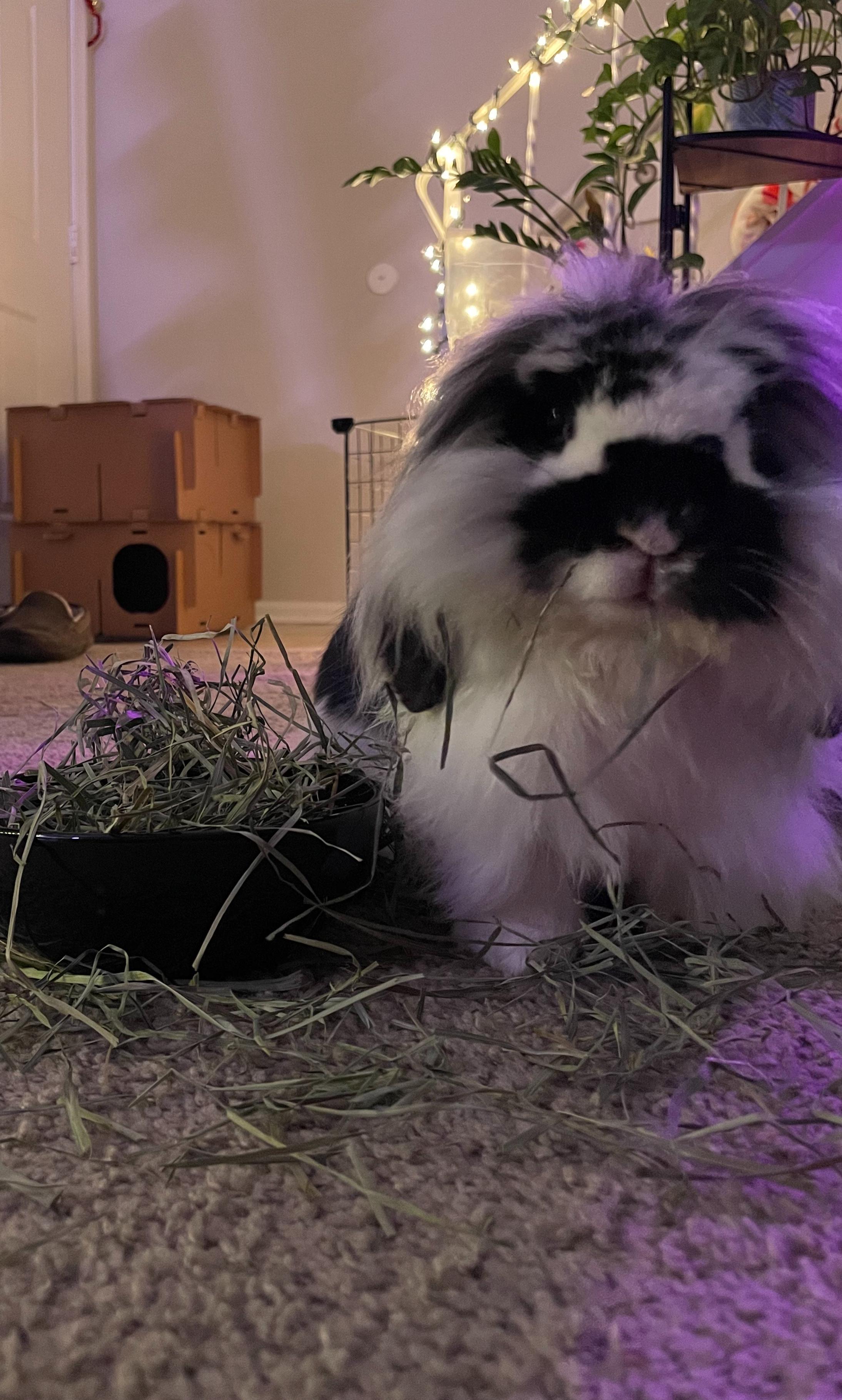 Enlarge Stevie, a Adoptable Lionhead in Cream Ridge, NJ image 3/3