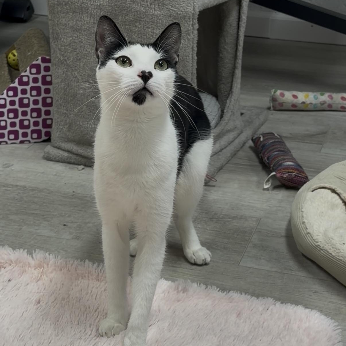 Donovan, ADOPTABLE, Young Male American Shorthair.