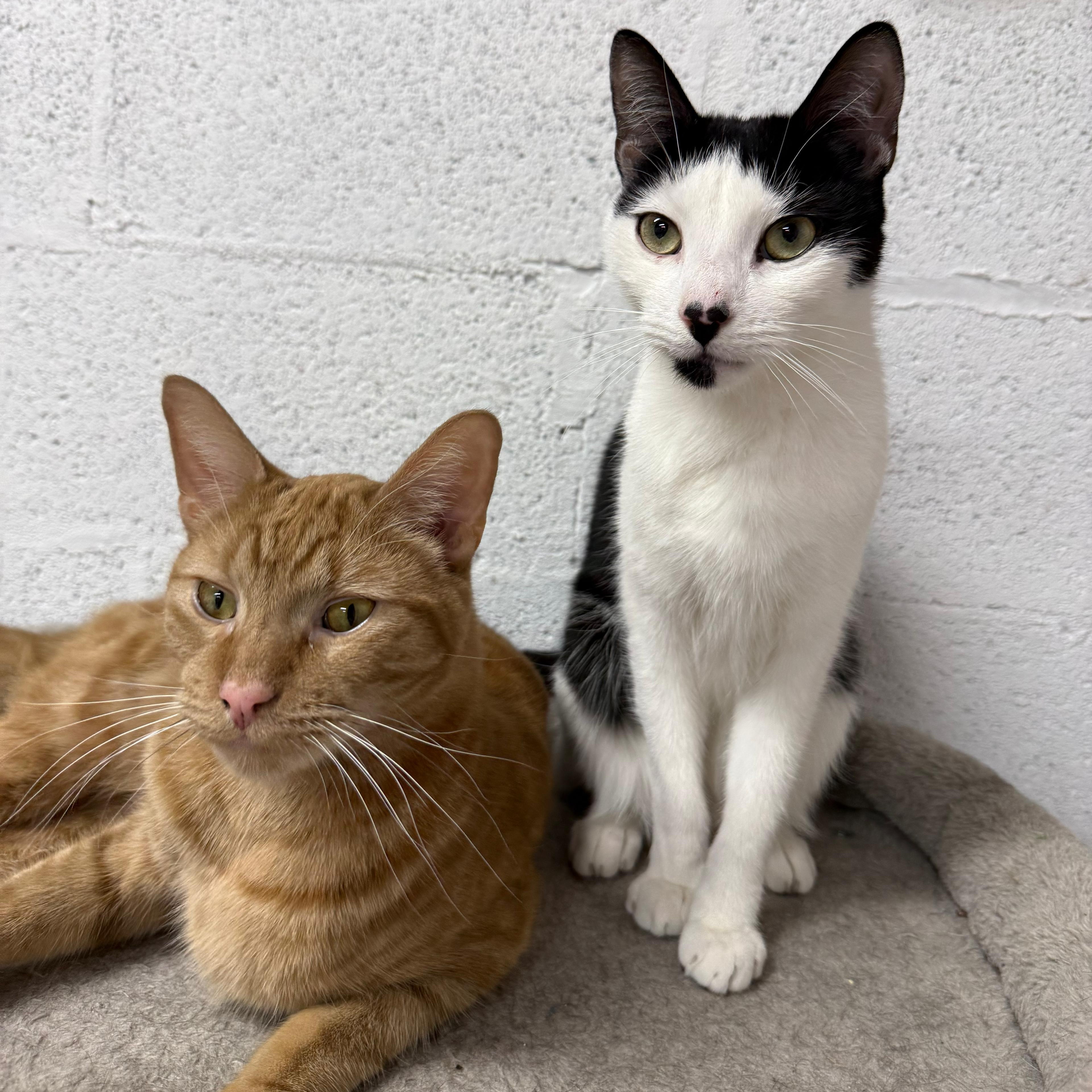 Enlarge Donovan, a ADOPTABLE American Shorthair in Highland Park, NJ image 3/3