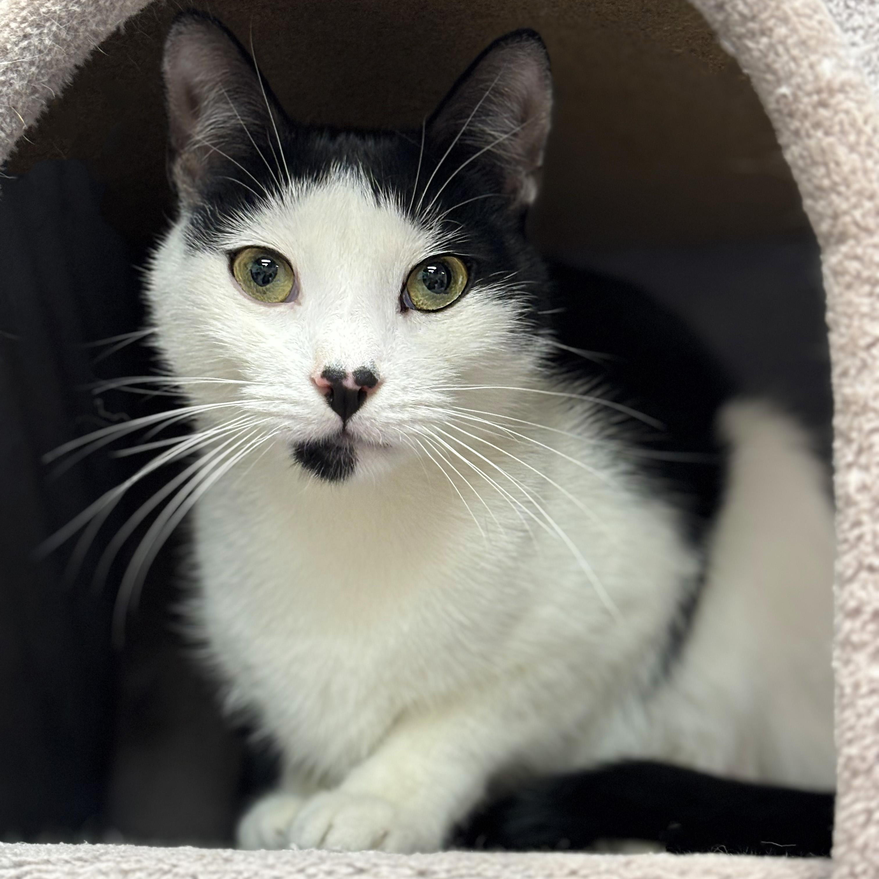 Enlarge Donovan, a ADOPTABLE American Shorthair in Highland Park, NJ image 2/3