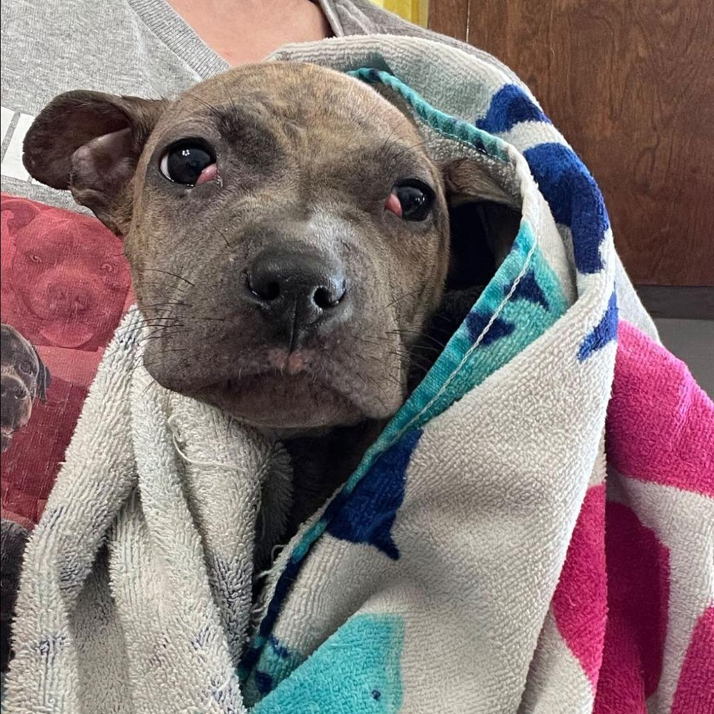 Alfie, Adoptable, Young Male Pit Bull Terrier & Mixed Breed.