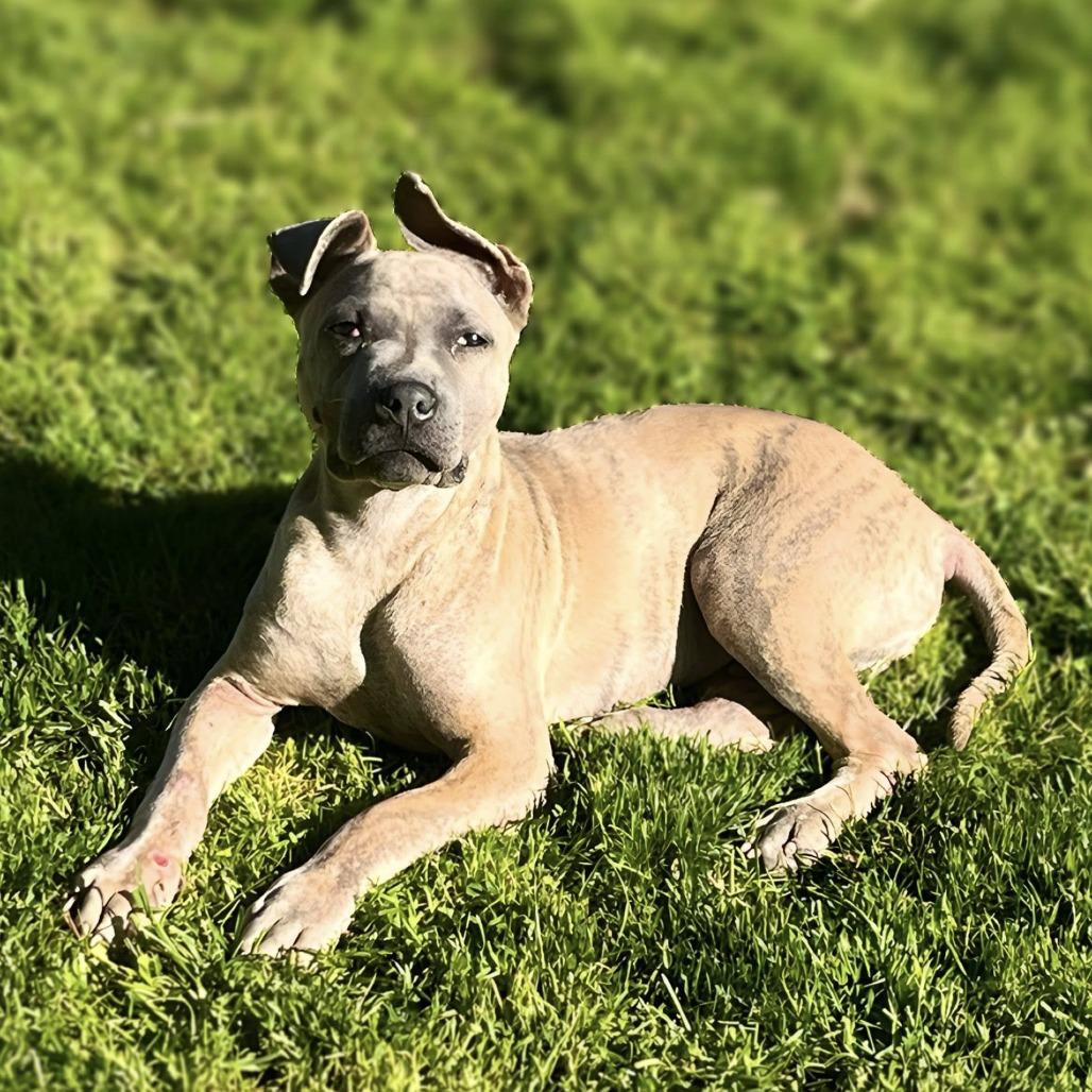 Enlarge Alfie, a Adoptable mixed breed in Benton City, WA image 2/2