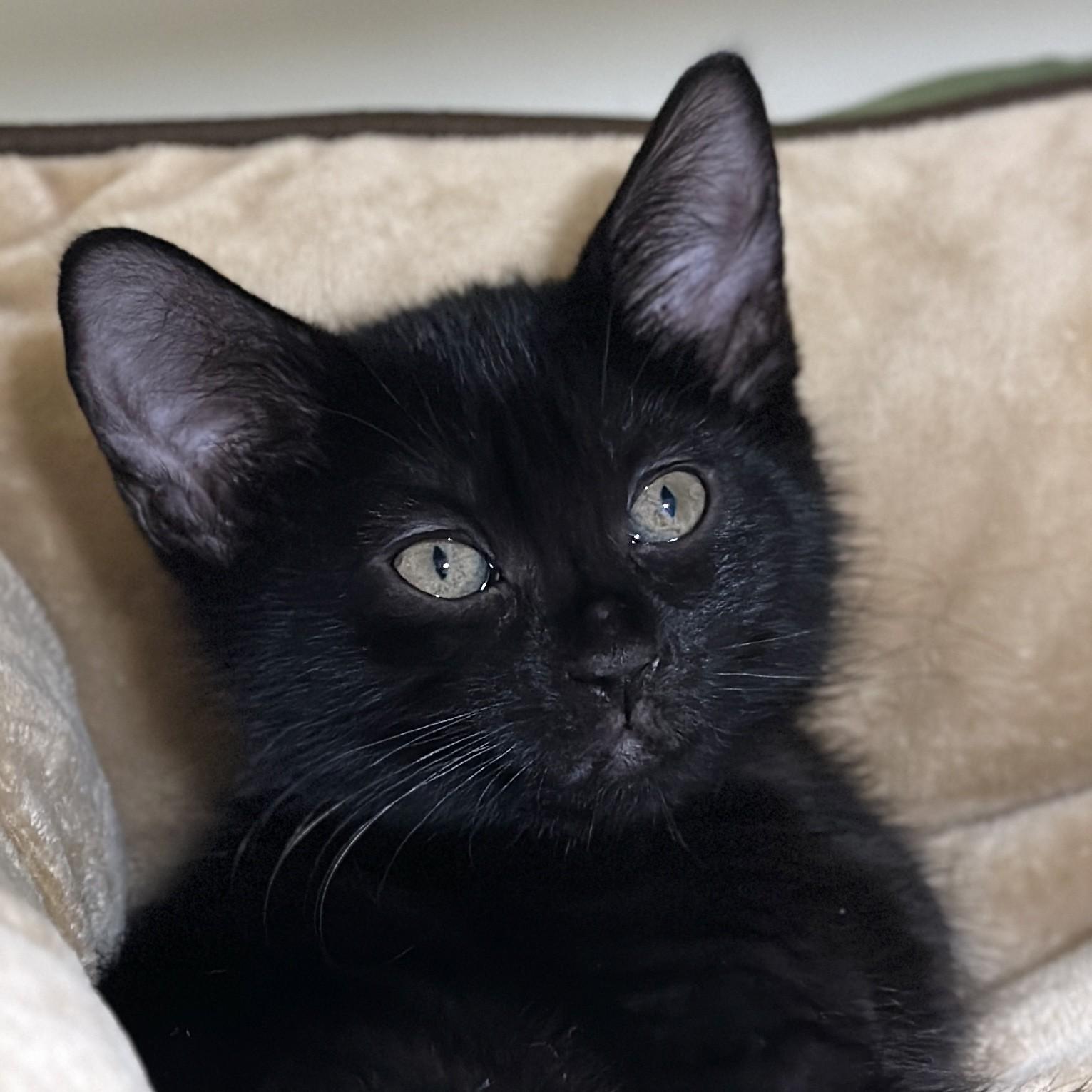 Enlarge Mae Jemison, a Adopted Domestic Short Hair in Victor, NY image 2/3