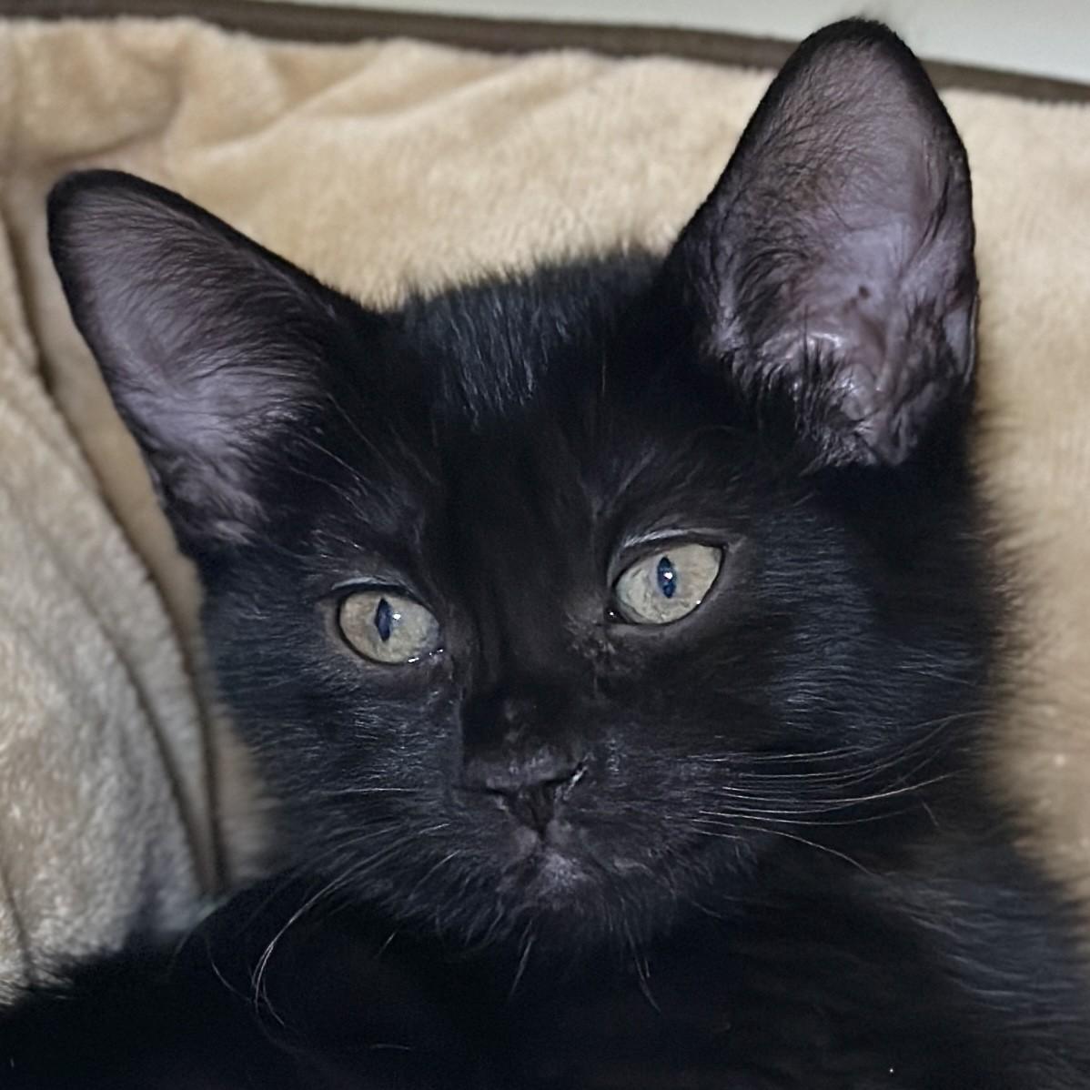 Mae Jemison, Adopted, Kitten Female Domestic Short Hair.