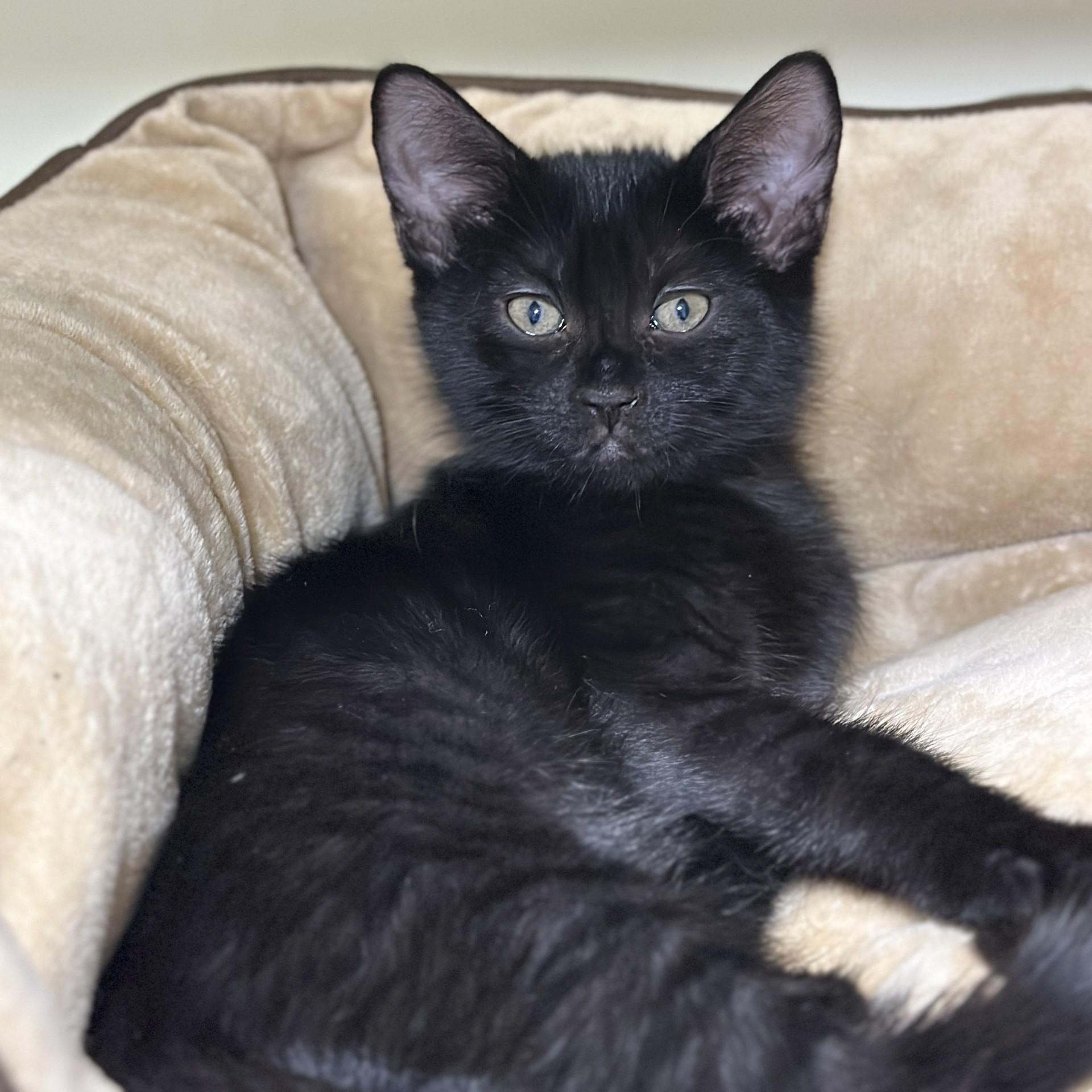 Enlarge Mae Jemison, a Adopted Domestic Short Hair in Victor, NY image 3/3