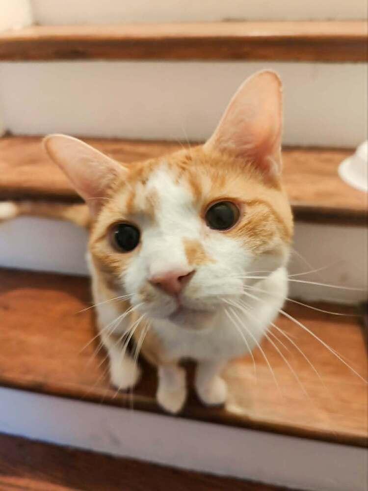 Eddy, Adoptable, Adult Male American Shorthair.
