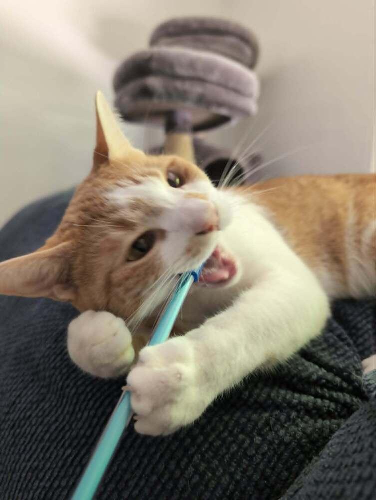Eddy, a Adoptable American Shorthair in Springdale, PA image 2/6