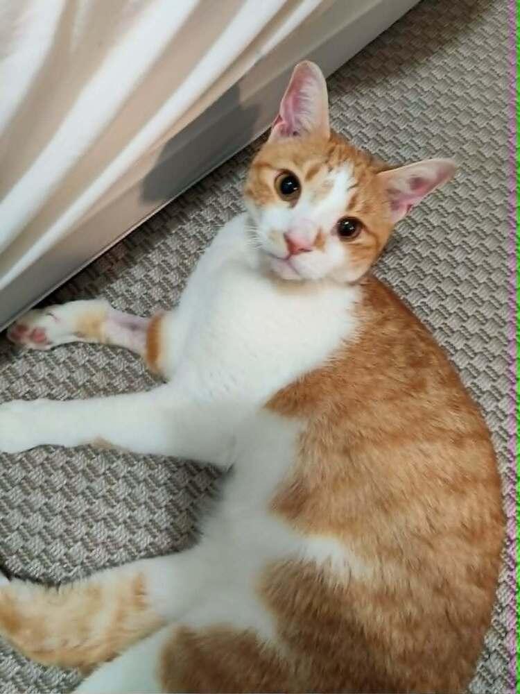 Eddy, a Adoptable American Shorthair in Springdale, PA image 5/6