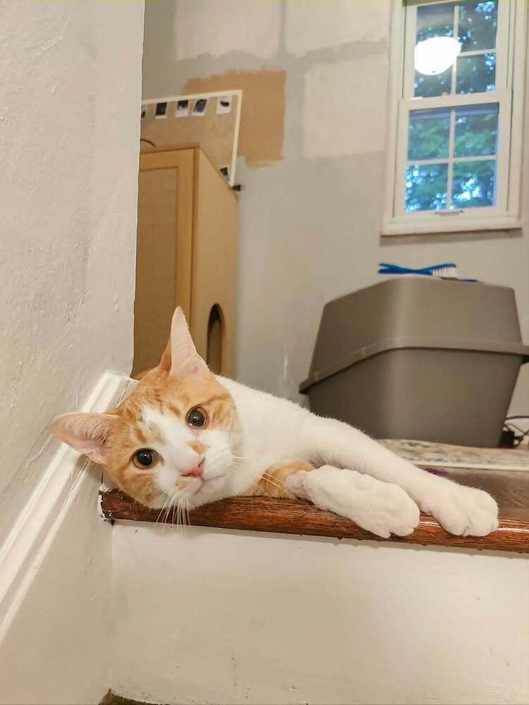 Eddy, a Adoptable American Shorthair in Springdale, PA image 6/6