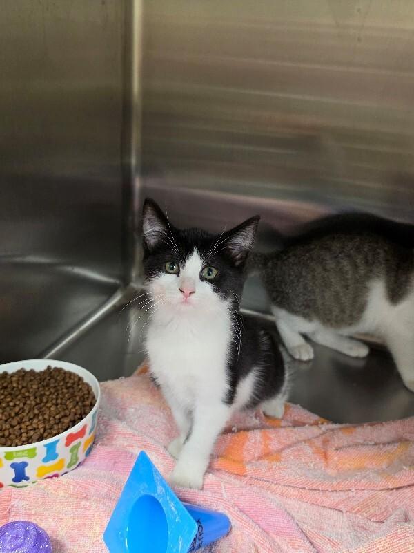 Ember, Adoptable, Young Female Domestic Short Hair.